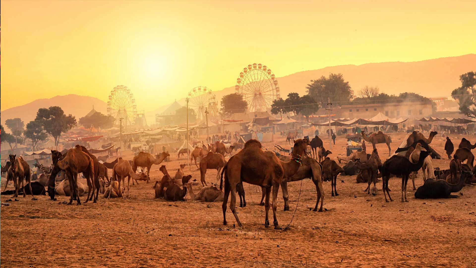 Pushkar Fair Festival Taxi Cab Bus
